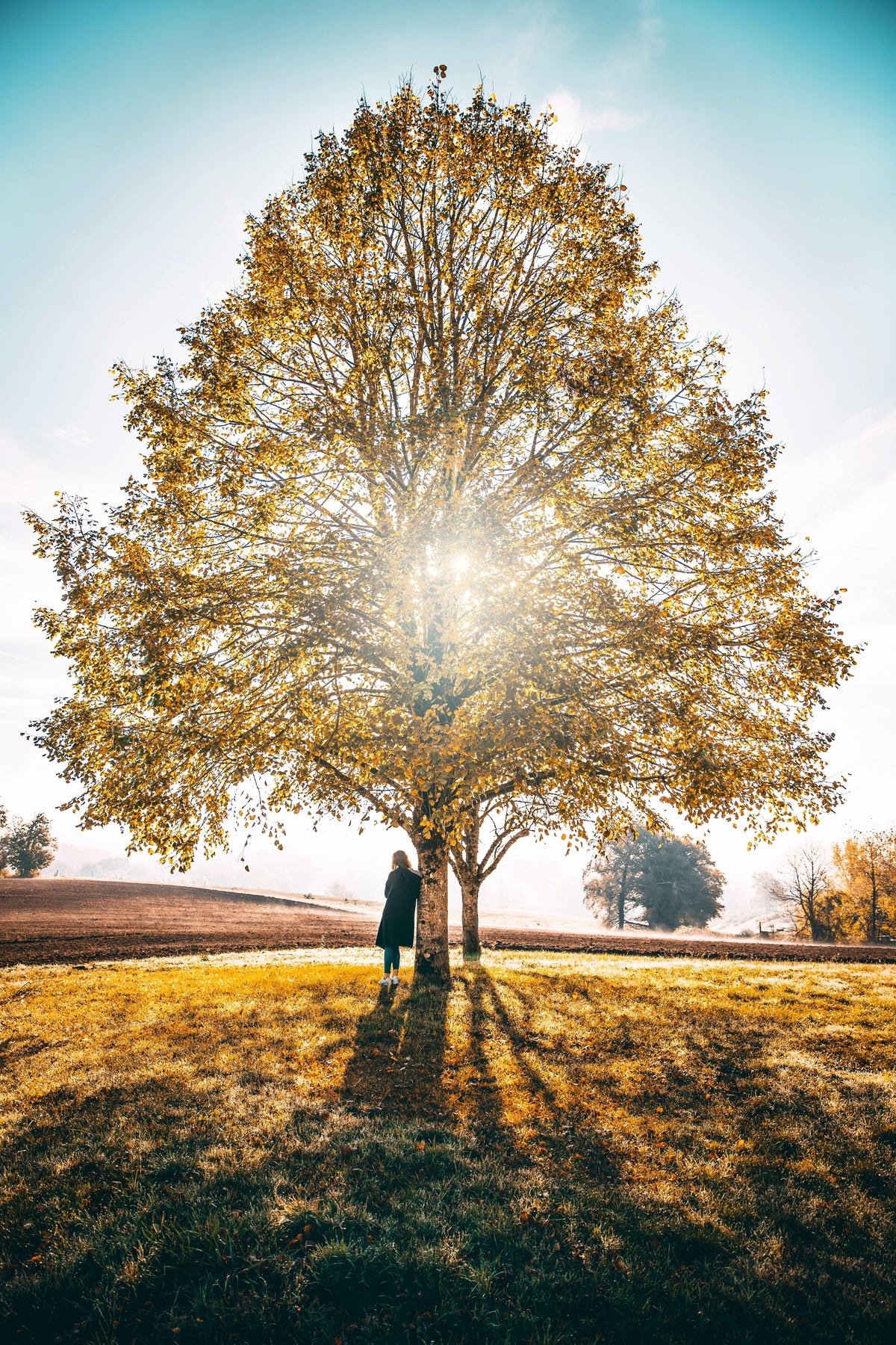 The Significance of the Tree of Life